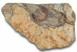 Red Trinucleid Trilobite (Declivolithus) - Mecissi, Morocco #322503-1